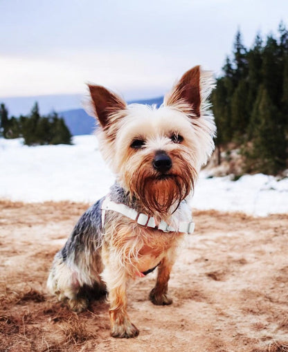 Anti-Stress-Geschirr STURMFREI®, Größe XS