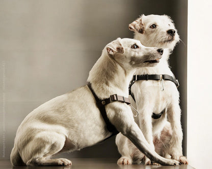 Anti-Stress-Geschirr STURMFREI®, Größe XS